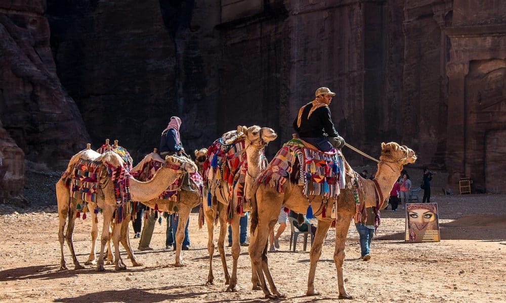 jordan, petra, camels