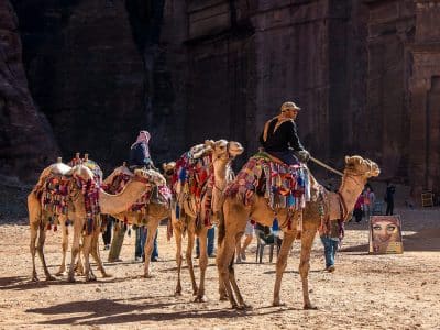 jordan, petra, camels