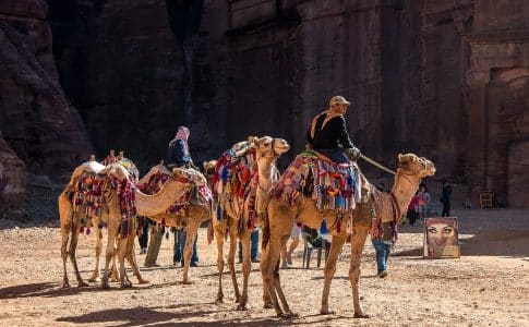 jordan, petra, camels