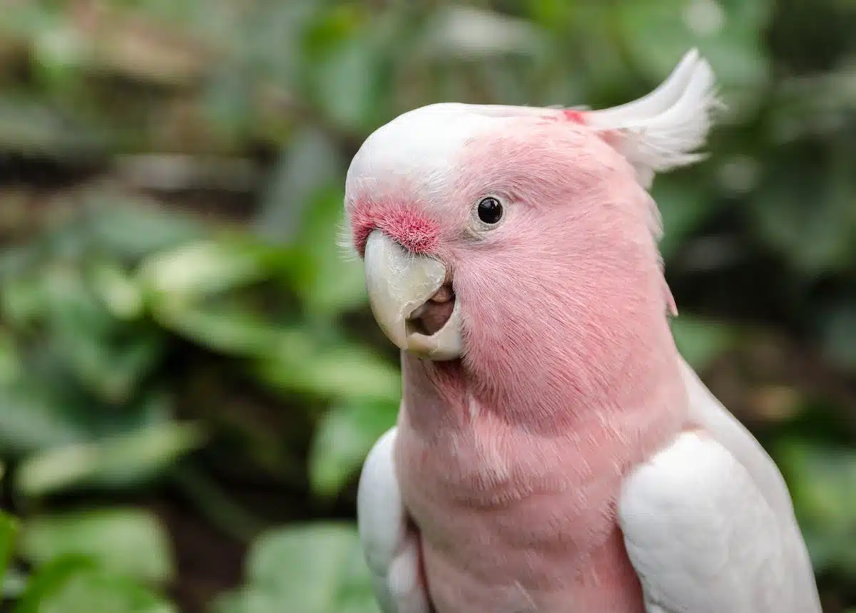 oiseau heureux