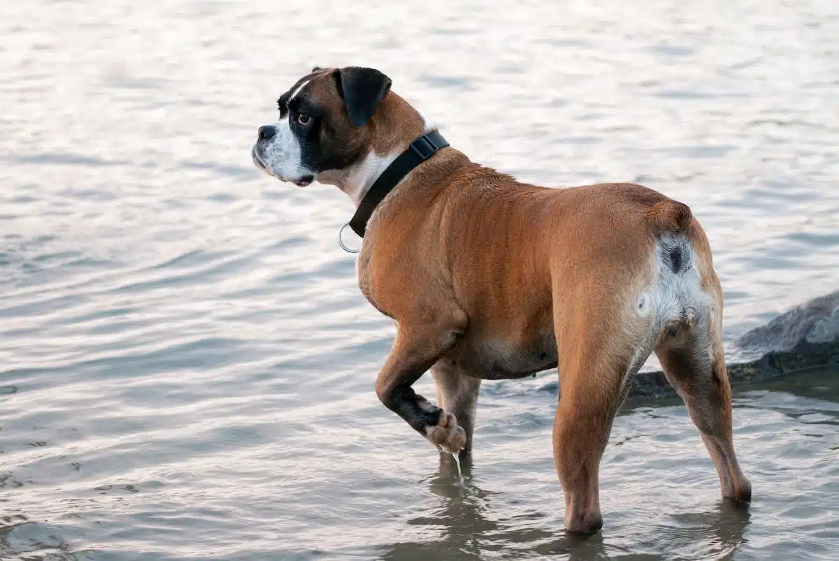 chien  chaleur