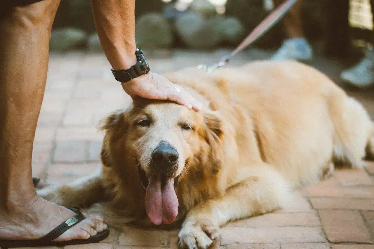 entraînement chien