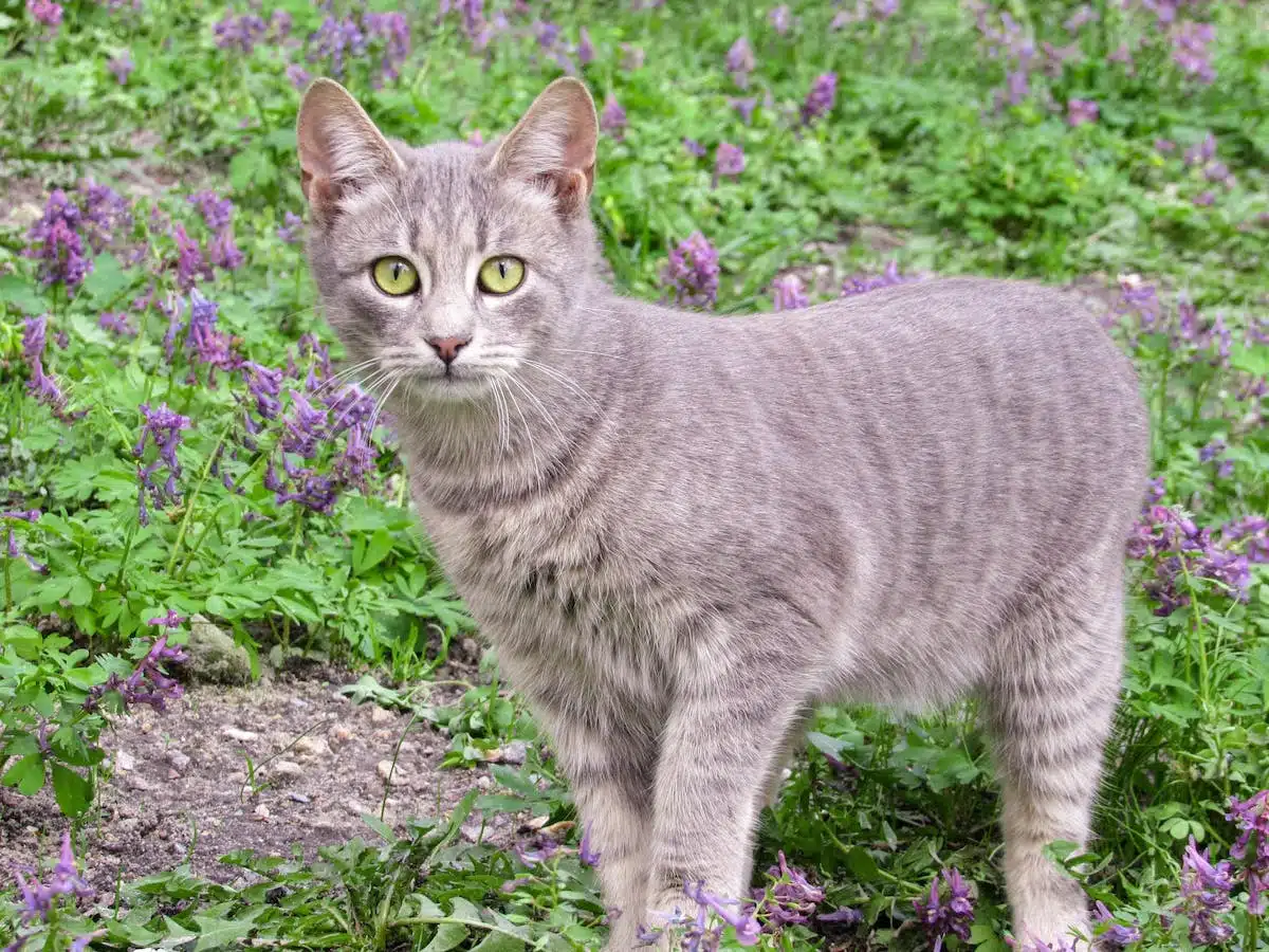 chat désobéissant