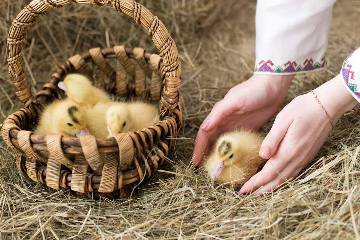 alimentation animale