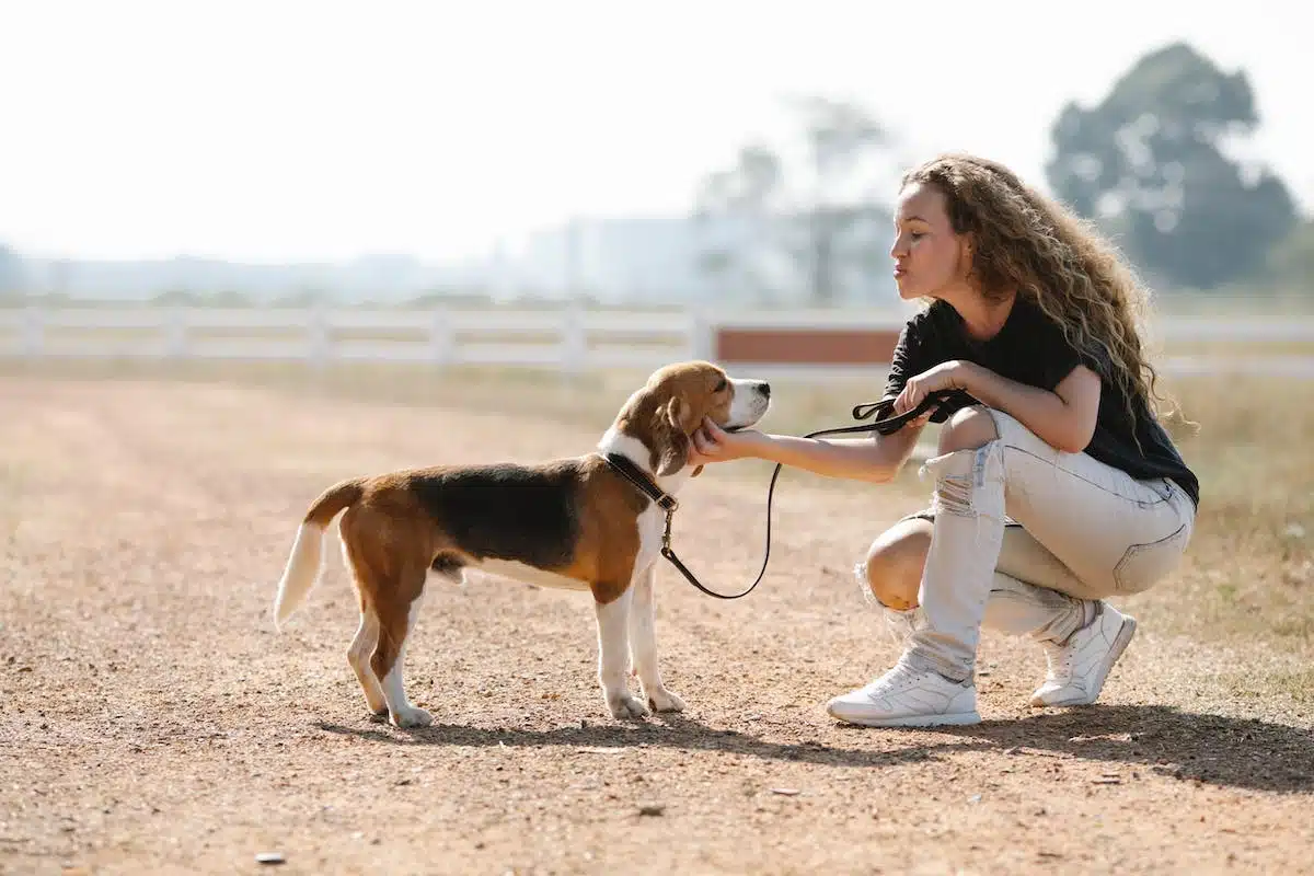 chien  entraînement