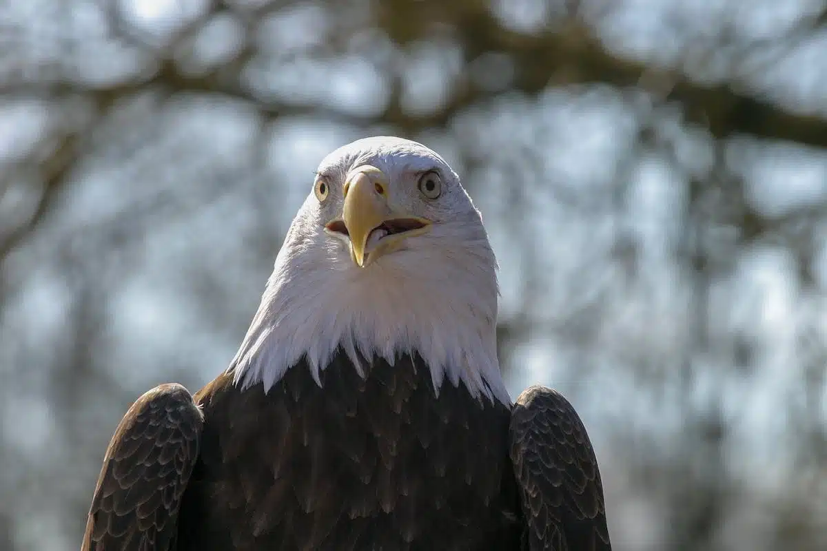 observation animaux