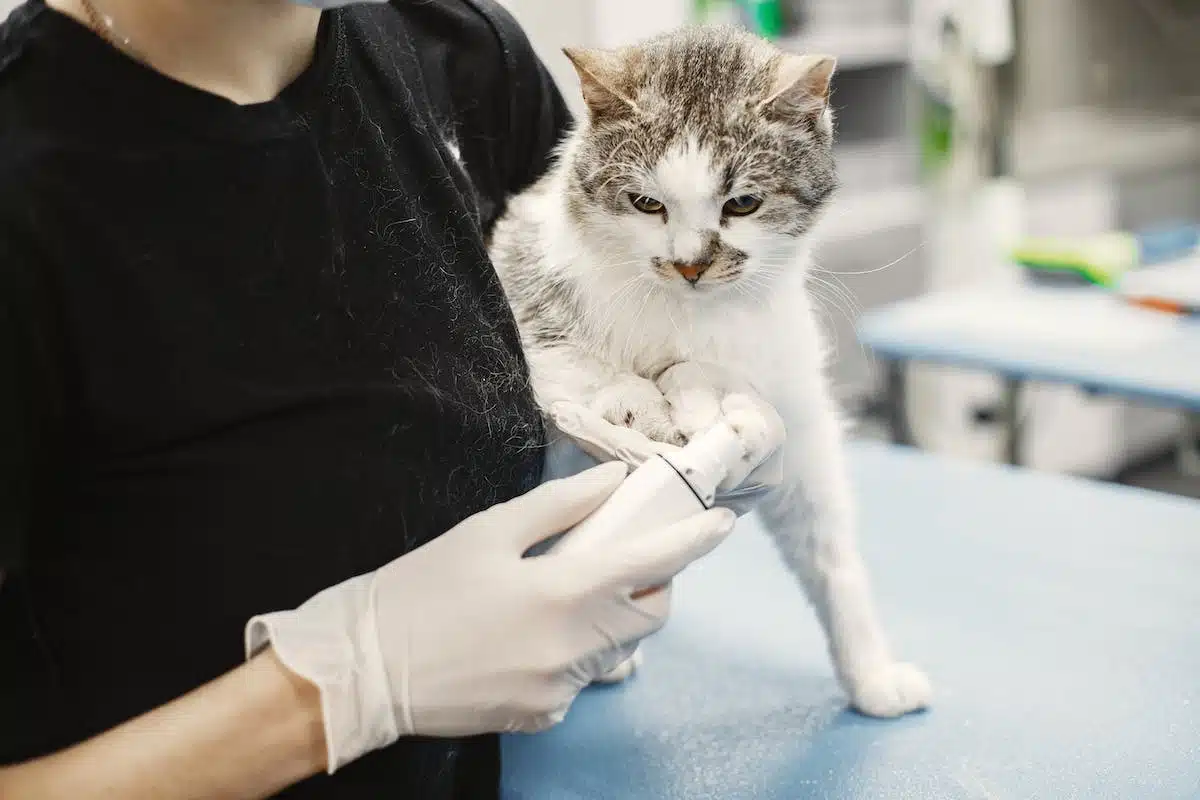 chat  vétérinaire