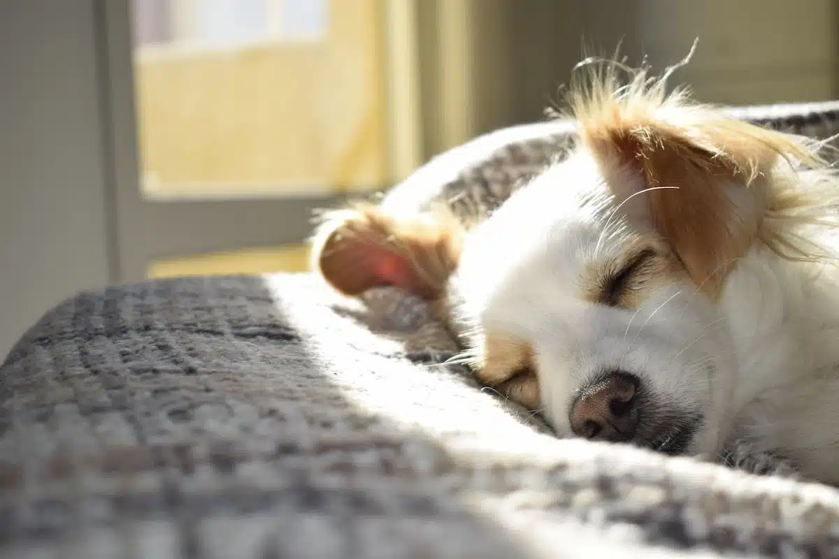 chien  chaleur