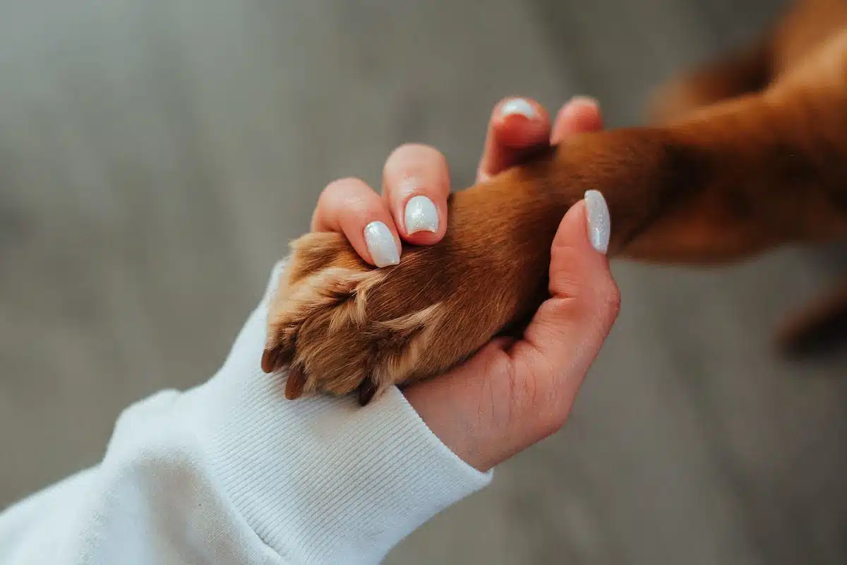 éducation canine