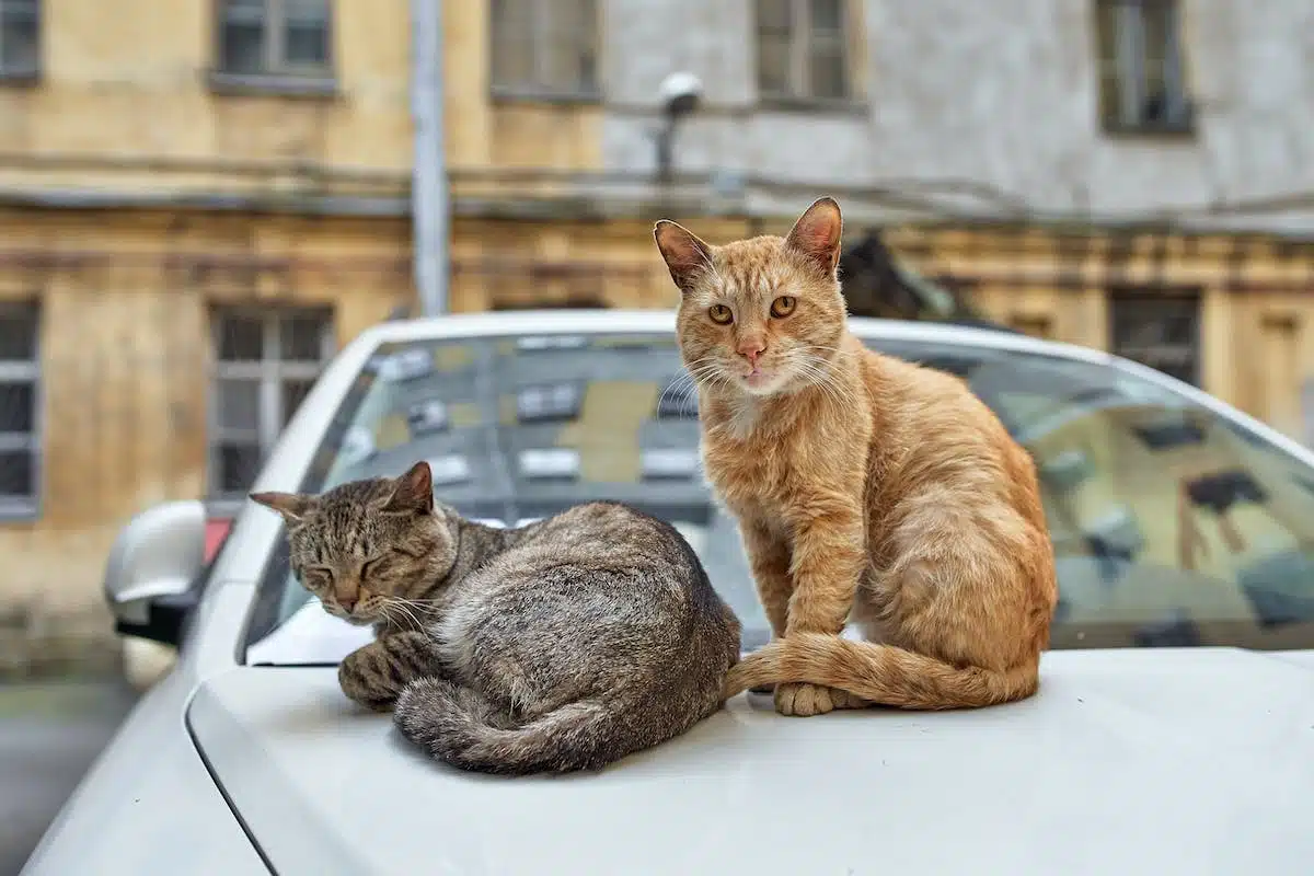 chat  voyage