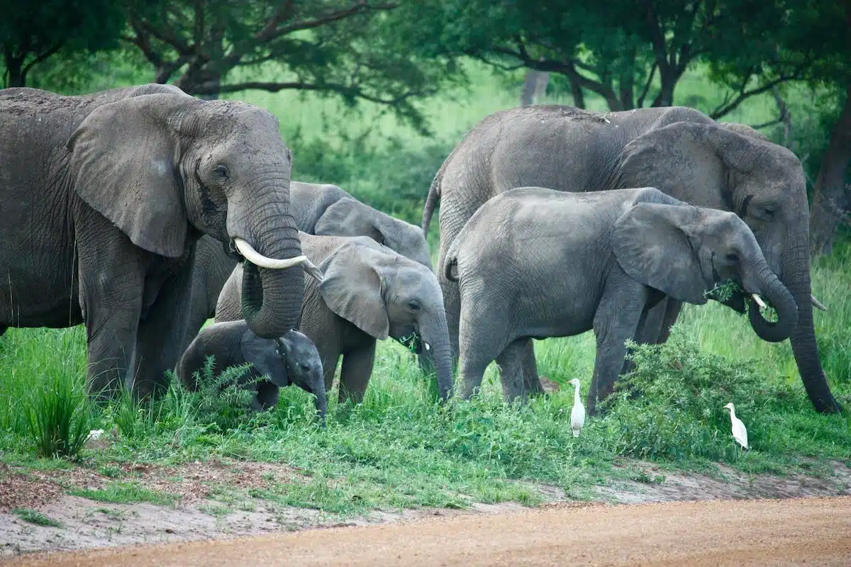 safari afrique