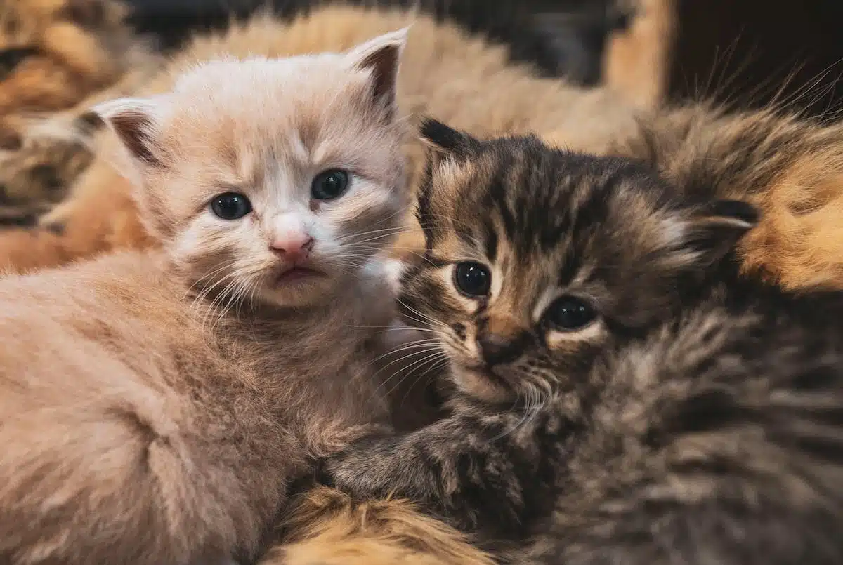 chaton maison