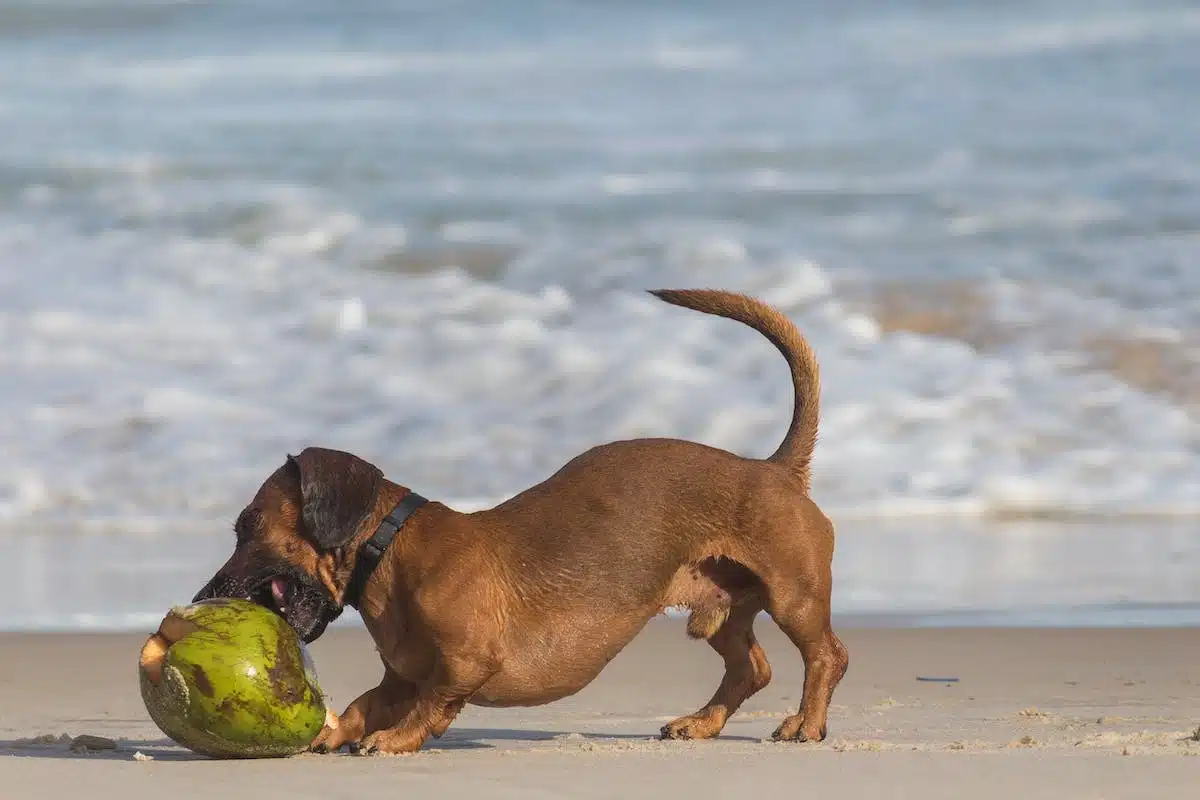 chien  alimentation