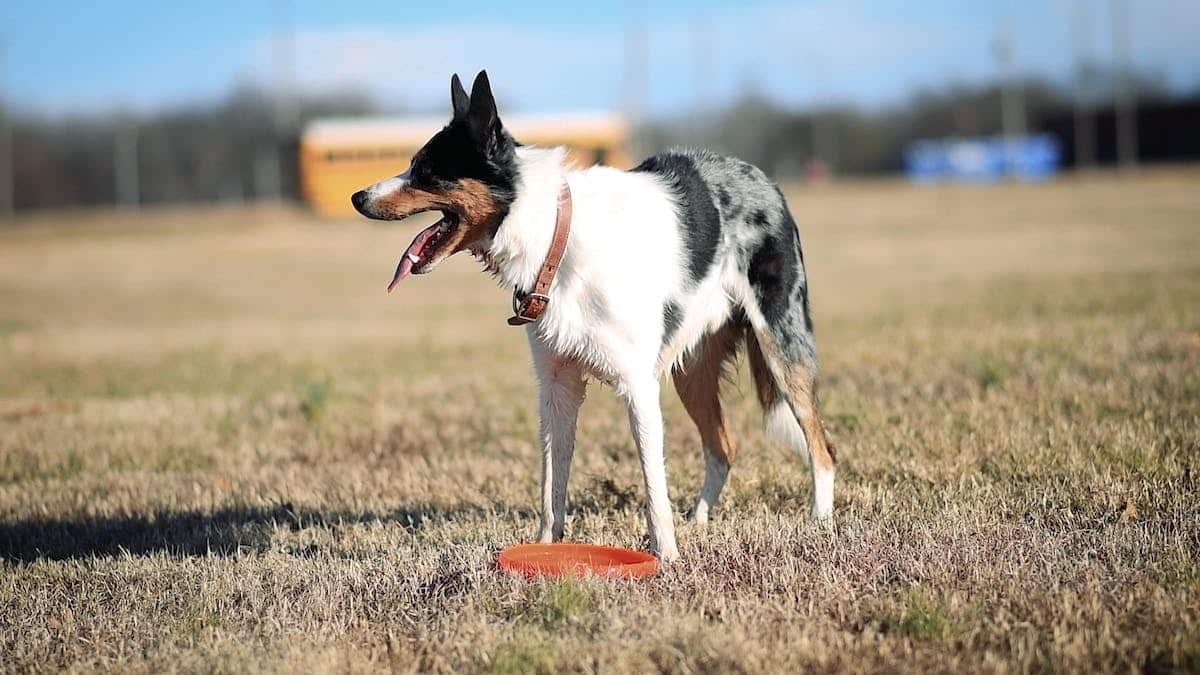 sport  chien