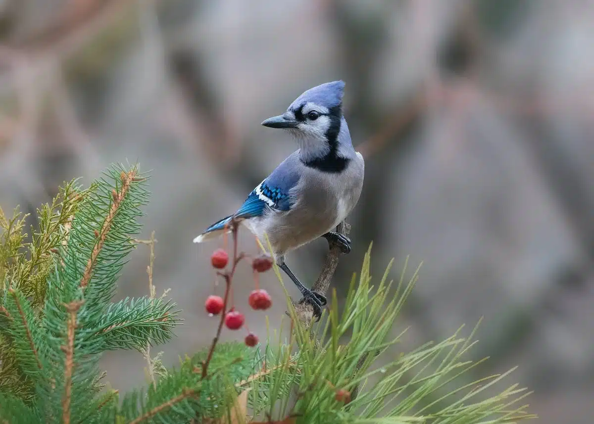 geai oiseau