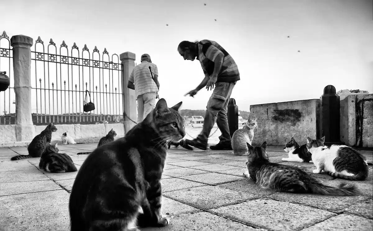 chats errants