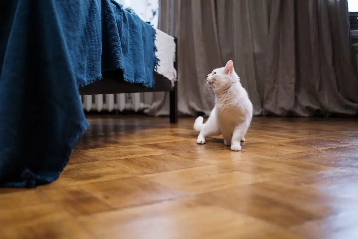 chats d intérieur