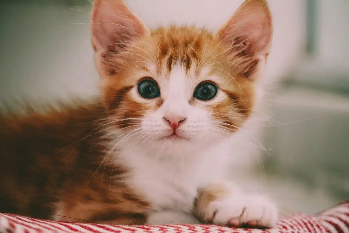 chiots  chatons