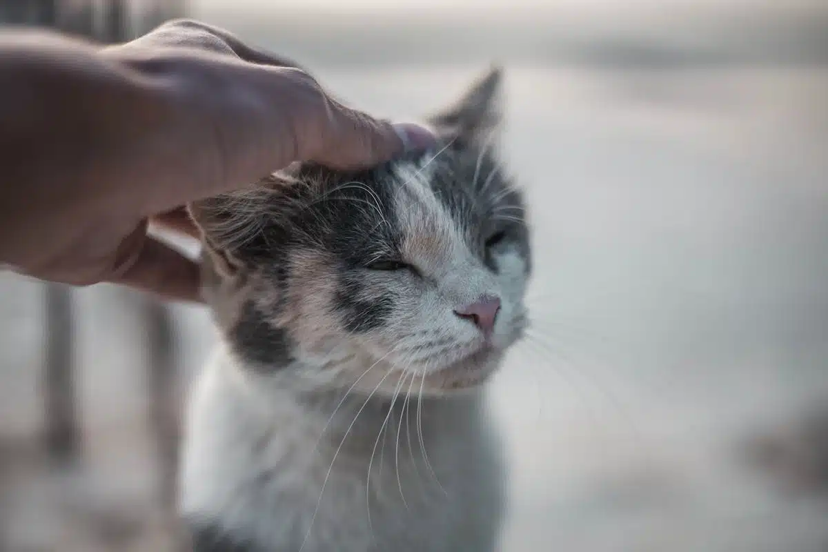 chat affection