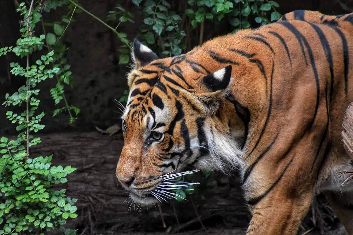 animaux disparition