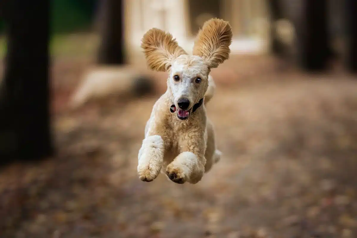chiot  apprentissage