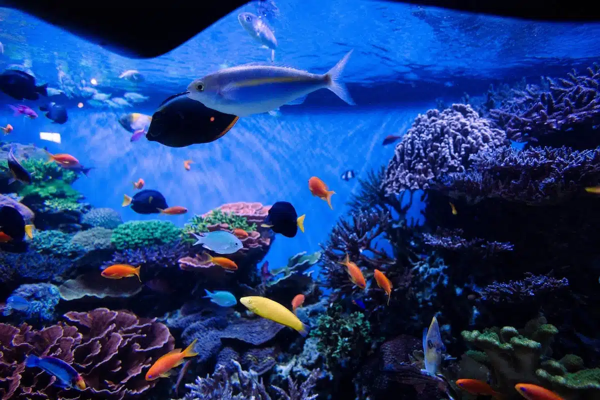 aquarium  poissons
