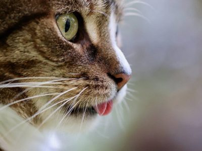 chat miaule