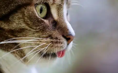 chat miaule