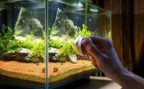 Comment nettoyer son aquarium en 30 minutes par semaine ?