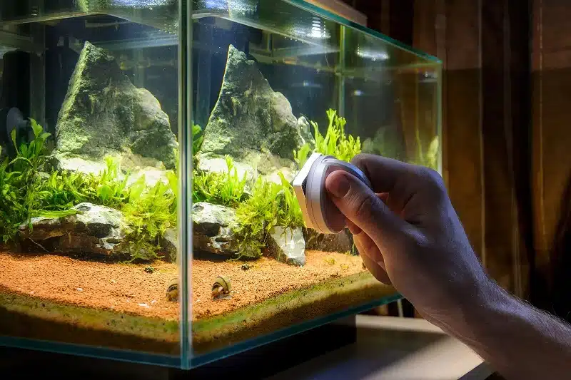 Comment nettoyer son aquarium en 30 minutes par semaine ?