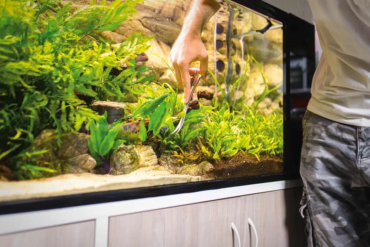 Comment nettoyer son aquarium en 30 minutes par semaine ?