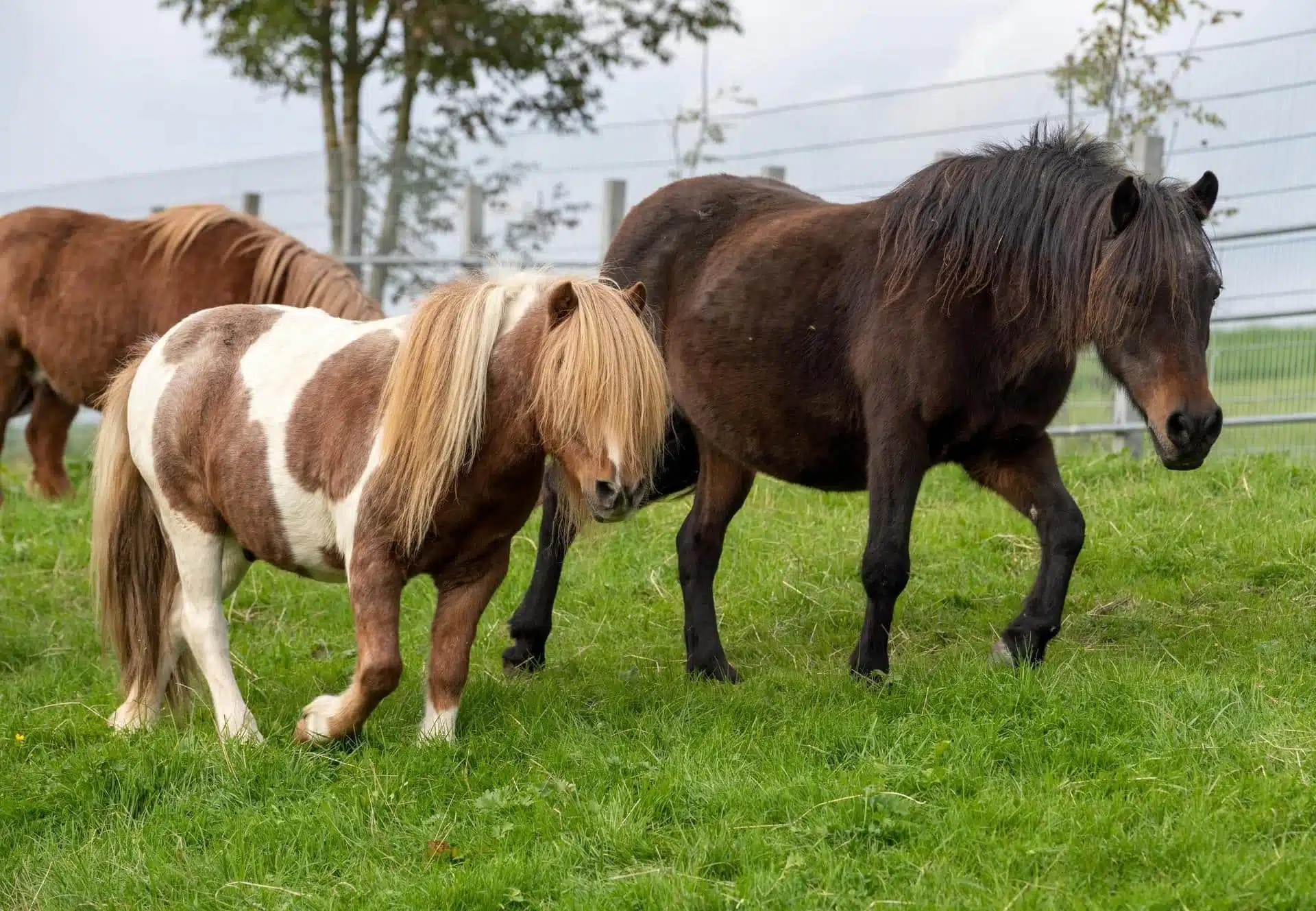 libertés fondamentales d’un animal