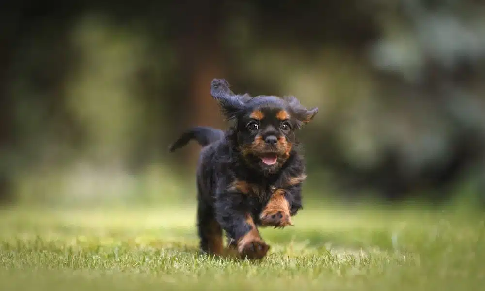 Ce qu'il faut prendre en compte lors du choix des croquettes pour chiens