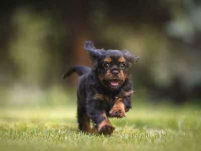 Ce qu'il faut prendre en compte lors du choix des croquettes pour chiens