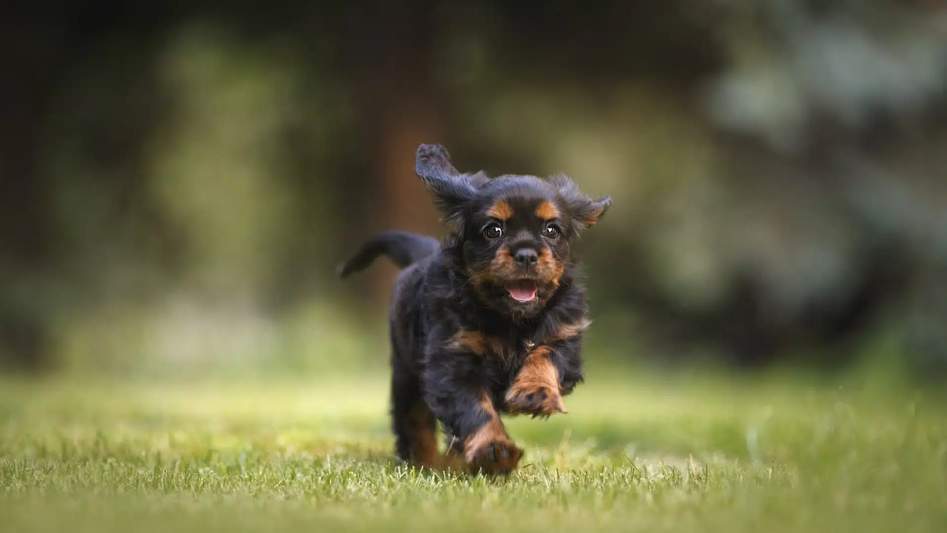 Ce qu'il faut prendre en compte lors du choix des croquettes pour chiens
