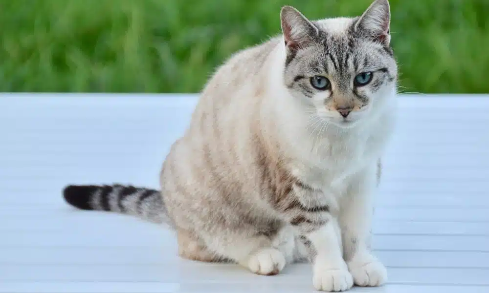 chat constipé que faire