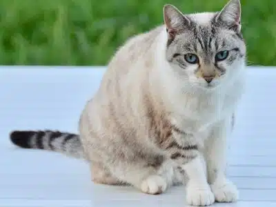 chat constipé que faire