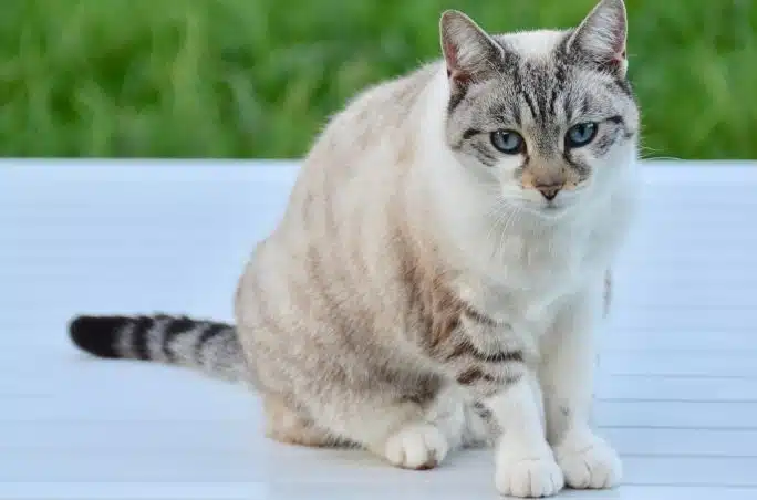 chat constipé que faire