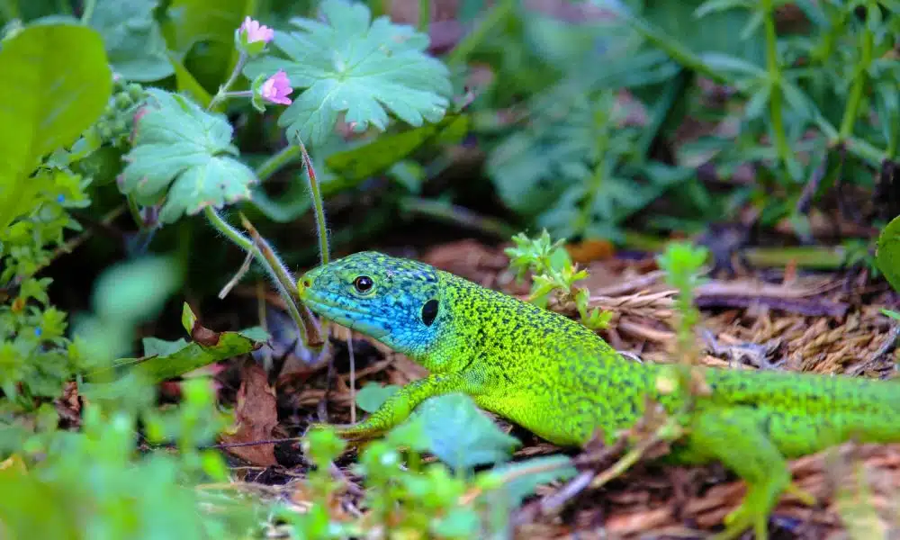 green and black lizard on brown dried leaves