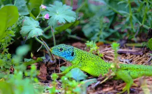 green and black lizard on brown dried leaves