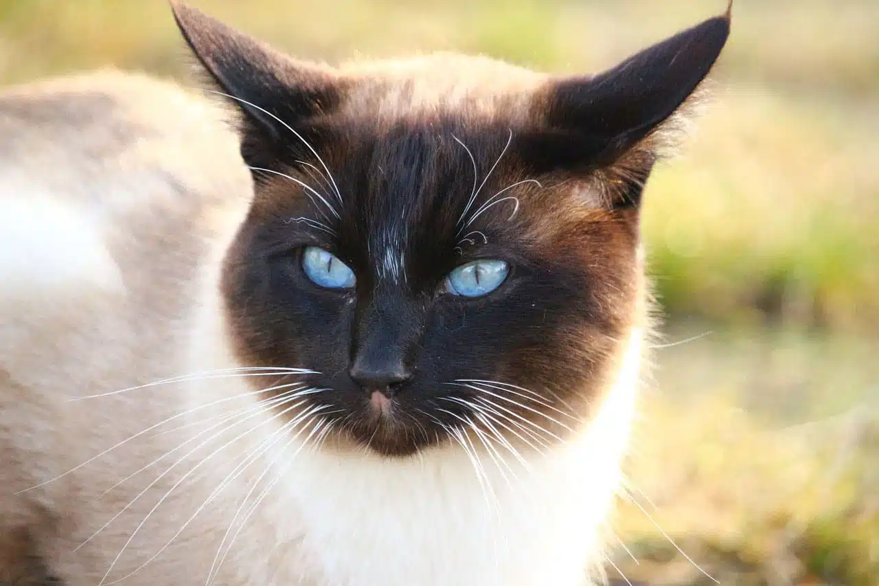 cherté d’un chat