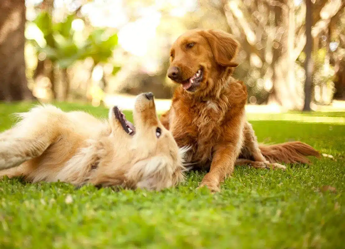 morsure de chien sur un chien