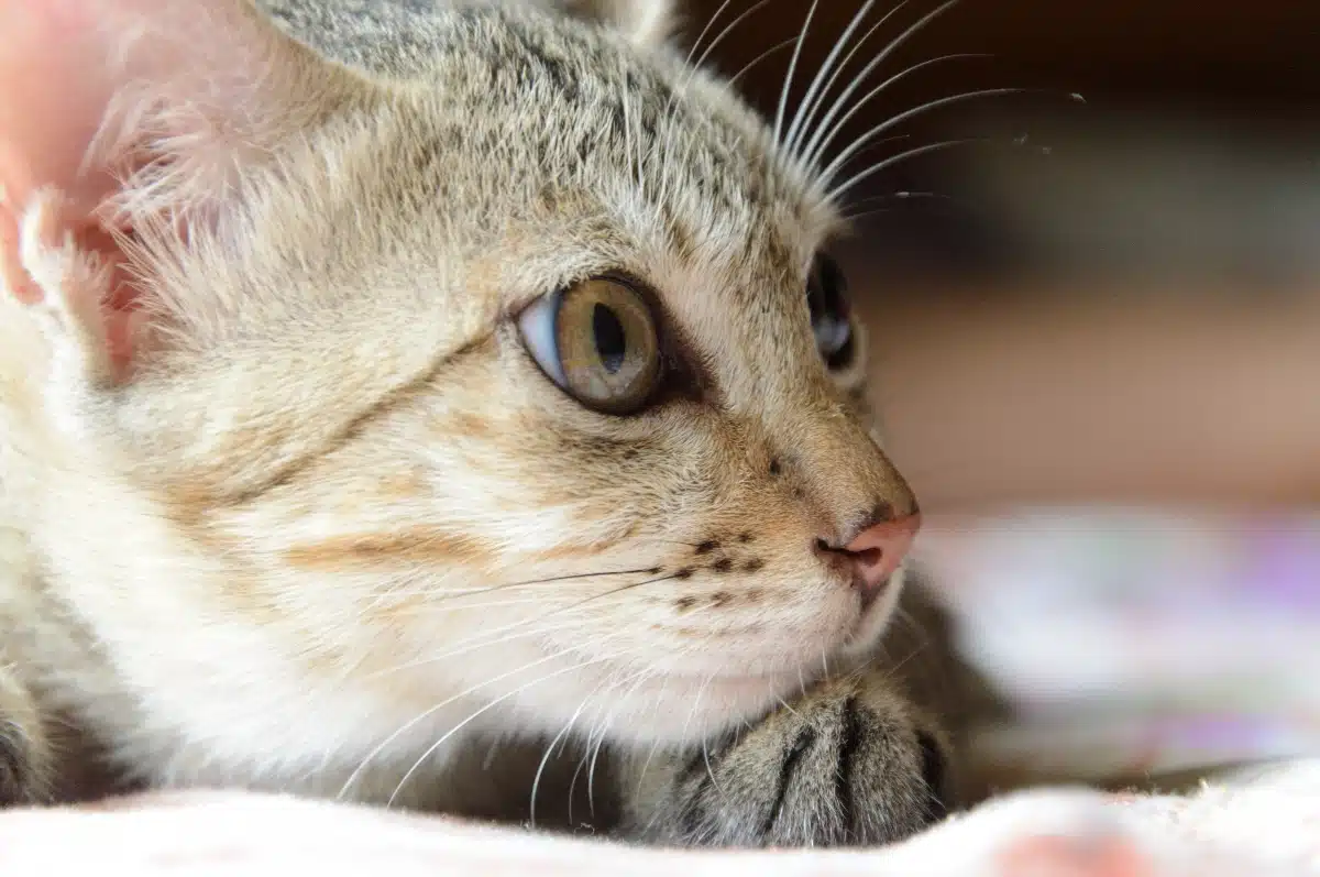 chat malade